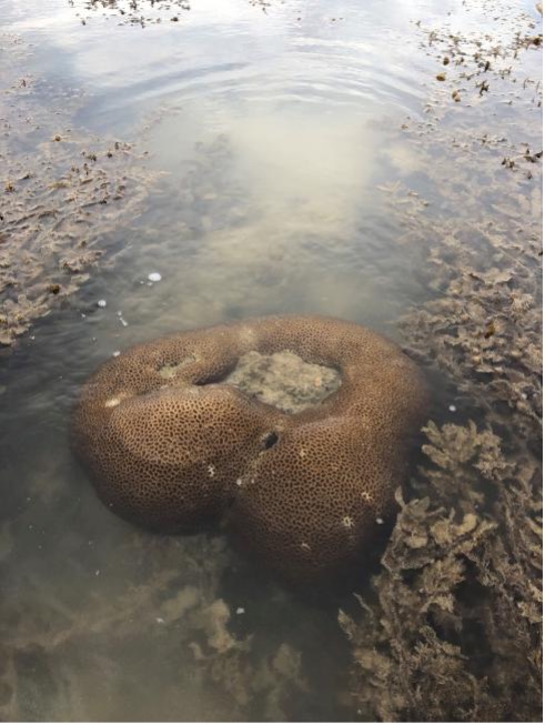 海葵